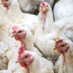 Healthy live broiler chicken for sale in Nigeria