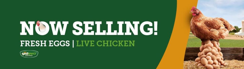 Now Selling Fresh Eggs and Live Chicken - Gidevo Agrotech Farm Banner